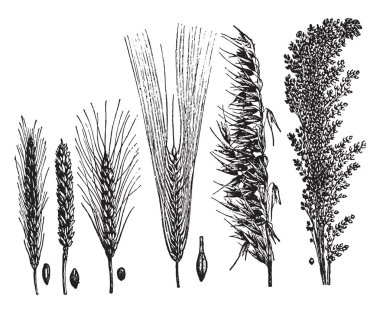 Mısır gevreği, eski oyma resimler. La Vie dans la nature, 1890