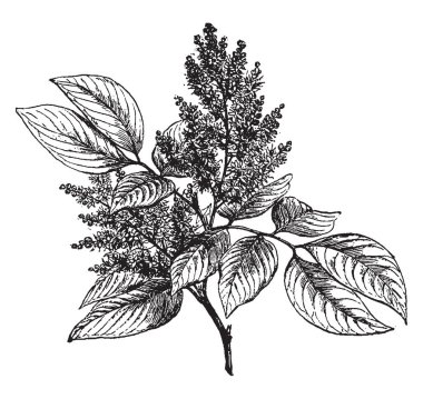 Bu Copaifera dalıdır. Tropik Amerika ve Afrika, vintage çizgi çizme veya oyma illüstrasyon yerlileri bu çiçekli bitkidir.