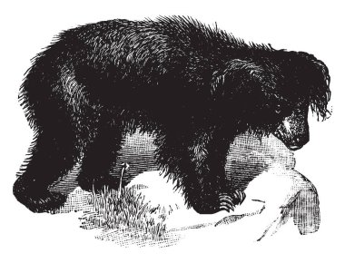 Aswail bir böcekçil ayı Hindistan Yarımadası, vintage çizgi çizme veya oyma illüstrasyon için yerel türdür.