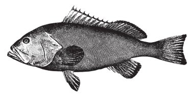 Red Grouper is a species of fish in the Family Serranidae, vintage line drawing or engraving illustration. clipart