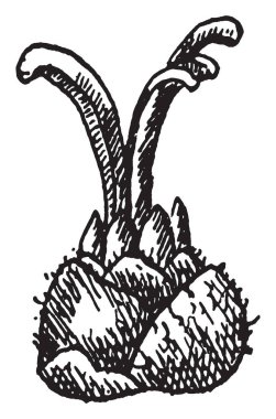 Güney ve Doğu Kuzey Amerika'nın değerli ahşap ağaçlar. Kızıl meşe kısa, hızla incelen gövde ve yaprakları yaklaşık dairesel sinüsler, vintage çizgi çizme veya oyma illüstrasyon.