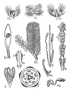 Bu bitkiler çiçekli bitkiler, bitkiler, vintage çizgi çizme veya oyma illüstrasyon tüm bölümlerini gösteren bu resim ait.