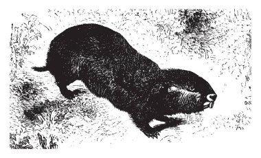 Bathyergus dune fareleri Güney Afrika, vintage çizgi çizme veya oyma illüstrasyon için endemik cinsidir.