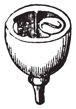 Bu resmi bir pistil bölümü gösteriyor. Bu yumurtalık yarım parçasıdır. Bu resim bu bölümü iç kısmı gösteriyor. Bu bölümü yuvarlak, vintage çizgi çizme veya oyma illüstrasyon şeklinde.