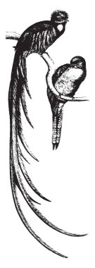 Trogon tek bir aile, vintage çizgi çizme veya oyma illüstrasyon içeren Trogoniformes sırayla kuştur.
