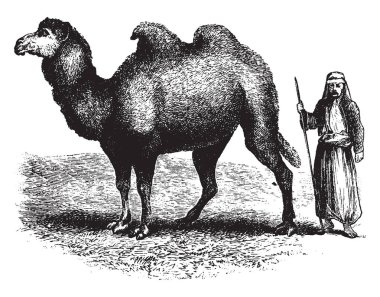 Bactrian deve, Orta Asya, vintage çizgi çizme veya oyma illüstrasyon bozkırlarında için büyük bile parmaklı ungulate yerel bir.