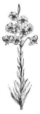 Bu bir çiçek kök lilyum Testaceum bitkidir. Çiçek küme kök üzerine büyür. Daha az yapraklar büyür sapı Kök, vintage çizgi çizme veya oyma illüstrasyon.