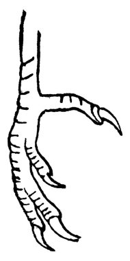 Syndactyles ayak, vintage illüstrasyon kazınmış. Doğal Tarih hayvanların, 1880