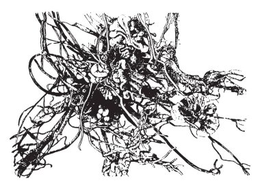 Kök nodüller procaryotic azot sabitleme endosymbionts, vintage çizgi çizme veya oyma illüstrasyon liman tamamen farklı bitki organları vardır.