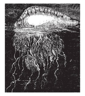 Su, vintage çizgi çizme veya oyma çizim yüzeyi üzerinde yüzen savaş Portekizce adam.