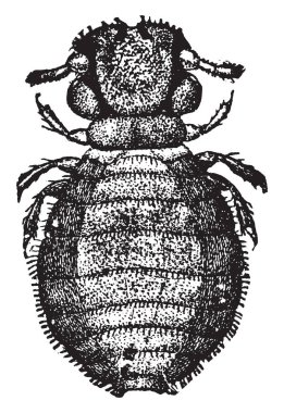 Kanatsız bir böcek Mallophaga, vintage çizgi çizme veya oyma çizimde düzenin Biting işe yaramaz olduğunu.