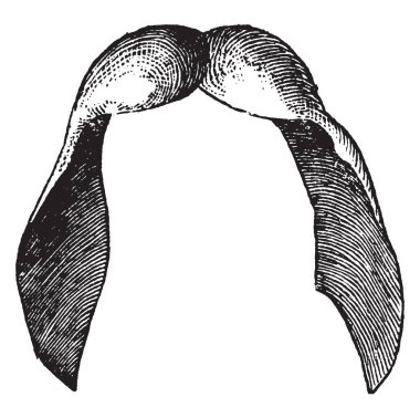 Bu bir helikopter gibi bir tohum ve kendine özgü çiftler halinde oluşur. Nutlets, vintage çizgi çizme veya oyma illüstrasyon içine tohum.