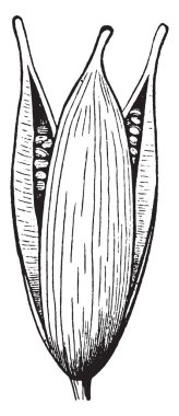 Bu görüntü pod olduğunu. Ve onlar pod açılır, yani iç tohum, vintage çizgi çizme veya oyma resimde görülen.