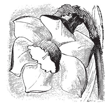 Nergis bitkisinin çiçek, vintage çizgi çizme veya oyma illüstrasyon kök bir daire şeklinde.