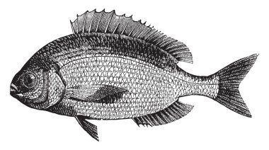 Çipura Avrupa denizlerinde, vintage çizgi çizme veya oyma illüstrasyon yaygındır.