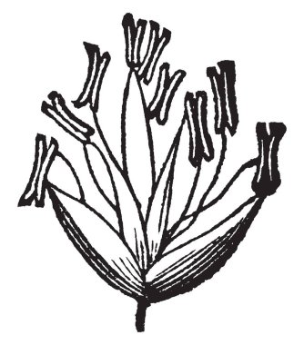 Bu kaba saplı çayır çimen üst tarafı, bir çiçek gibi bazı stil ve stigma, vintage çizgi çizme veya oyma illüstrasyon şekli gösteren parçası.