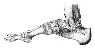 Kemikleri birlikte yer ve onların hareketleri illüstrasyon oyma veya sert, vintage çizgi çizerek sınırlı tutulması bağlanır.