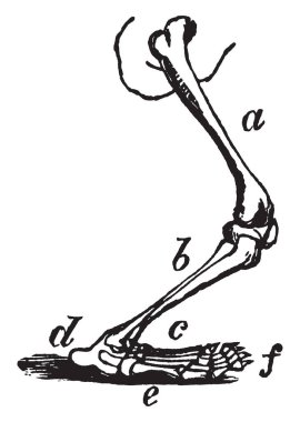 Zemin, vintage çizgi çizme veya oyma illüstrasyon topuk ile yürü kutup ayısı bacak.