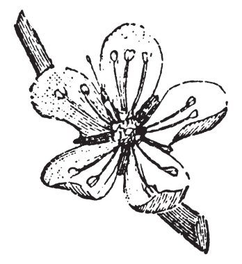 Badem ağacı, vintage çizgi çizme veya oyma illüstrasyon pembe çiçek Bu görüntüdür.