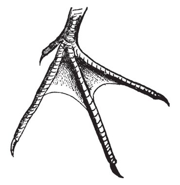 Bir Sandpiper yarım perdeli ayak genellikle daha uzak yerlerde dış ve orta, vintage arasındaki çizgi çizim veya illüstrasyon oyma.