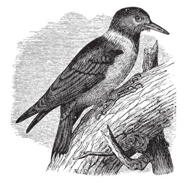 Lewis Woodpecker yeşil yoğun bronzy veren, vintage çizgi çizme veya oyma illüstrasyon ile siyah.