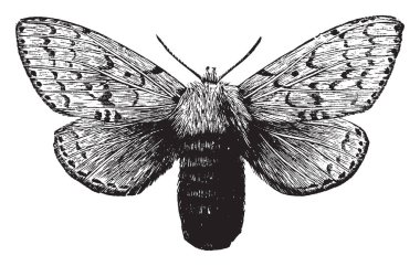 Daha büyük ve ağır erkek, vintage çizgi çizme veya illüstrasyon oyma daha kadın Gipsy Moth.