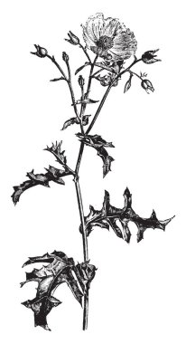 Bu resim Argemone önümüzdeki Grandiflora bitki gösteriyor. Yaprakları keskin, multilobed, derin dişli vardır. Büyük, beyaz çiçekler vardır ve ipuçları stamens, çizim veya şekil oyma sarı, vintage çizgi vardır.