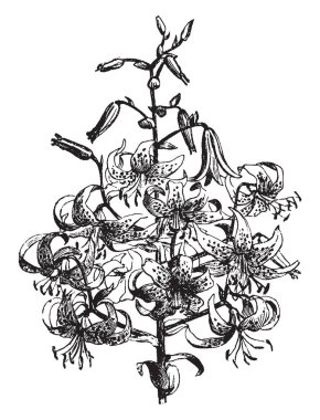 Lilyum Tigrinum Splendens bitki çiçek bu. Yirmi beş çiçek kök, vintage çizgi çizme veya oyma illüstrasyon.