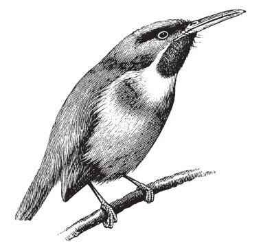 Tody kırmızı boğaz, vintage çizgi çizme veya oyma illüstrasyon yeşil rengi vardır.