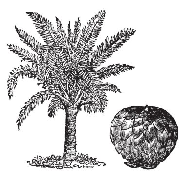 Palmiye ağaçlarından elde edilen bir meyve. Doğu ve Batı Hint Adaları, Bahamalar ve Yeni Gine, vintage çizgi çizme veya oyma illüstrasyon adaçayı taşıyan avuç içi gelişmek.