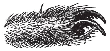 Bu resimde örümcek ayak, vintage çizgi çizme veya oyma illüstrasyon temsil eder..