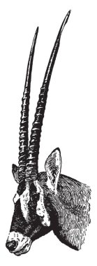 Nerede bir Gemsbok familyasına ait bir Güney Afrika antilop, vintage çizgi çizme veya oyma illüstrasyon Gemsbok kafa.