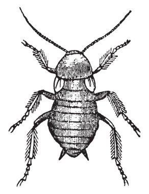 Sahip bir düzleştirilmiş vücut oval veya orbicular, vintage çizgi çizme veya illüstrasyon oyma kadın hamamböceği.
