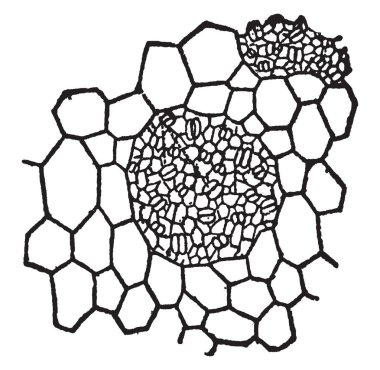 Epidermal hücrelerin büyük yaprak görüntüsünü Saxifraga Sarmentosa, vintage çizgi çizme veya oyma illüstrasyon.