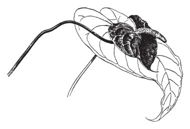 Anthurium Andraeanum çiçek gösteren bir resim. 3-4 inç uzun ve sarımsı beyaz bant, vintage çizgi çizme veya oyma illüstrasyon tepedir çiçek.