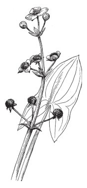 Bir bitki sığ sulak bulundu ve bazen geniş yapraklı ok ucu, vintage çizgi çizme veya oyma illüstrasyon olarak bilinir.