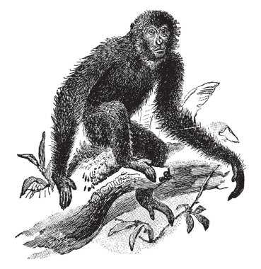 Siamang is an arboreal black furred gibbon native to the forests of Malaysia, vintage line drawing or engraving illustration. clipart