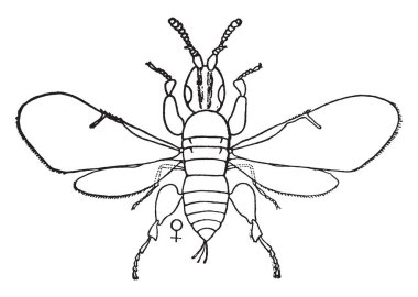 İncir böcek yumurtalarını Smyrna incir, vintage çizgi çizme veya oyma illüstrasyon bırakmak değil.