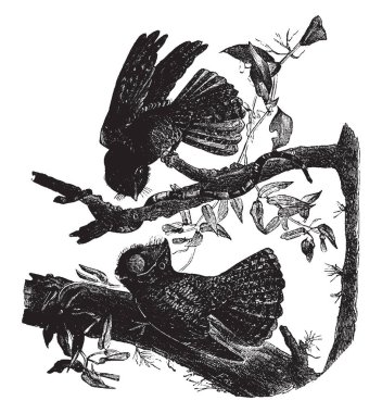 Chuck hangi yem öncelikle küçük böcekler, vintage çizgi çizme veya oyma illüstrasyon dul.