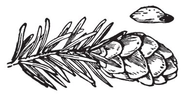 Ladin koni, tohum ve bitki örtüsü, vintage çizim sahip veya illüstrasyon oyma bir şubesi.