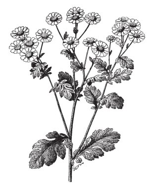 A picture is showing Feverfew, also known as Chrysanthemum Parthenium. It belongs to daisy family; Asteraceae.It is a strong scented perennial plant, vintage line drawing or engraving illustration. clipart