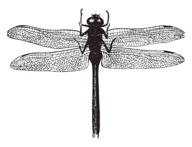 Amerikan yusufçuk kez ile hızlı uçuş nehirler, vintage çizgi çizme veya oyma illüstrasyon üzerinden hareket gördün mü.