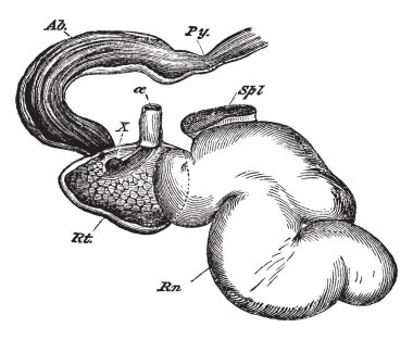 Bir geyik miden dört odalı nerede ilk odası denilen Rum, vintage çizgi çizme veya illüstrasyon oyma.