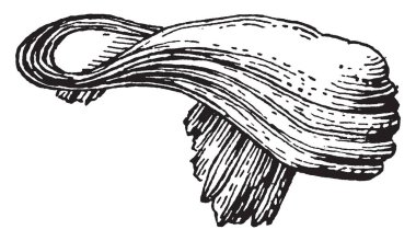 Operculum Maclurites, salyangoz, vintage çizgi çizme veya oyma illüstrasyon, soyu tükenmiş bir cinsidir.