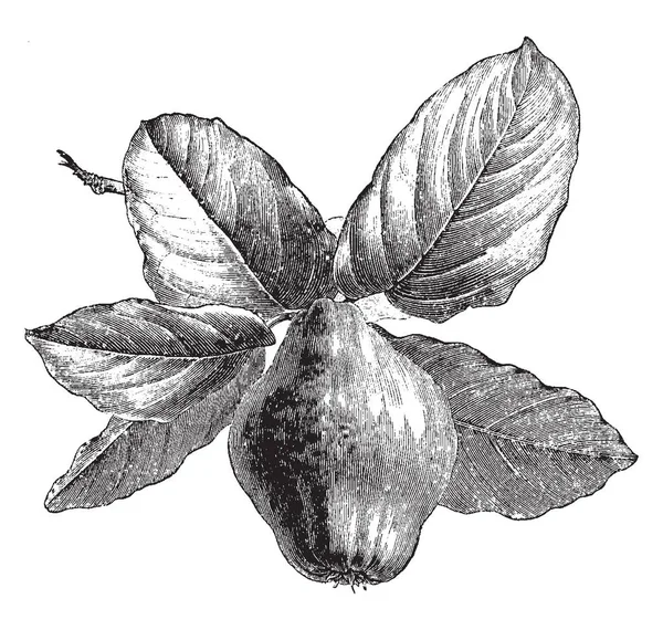 Ilustrację Pigwa Liści Owoców Znany Również Jako Cydonia Oblonga Kwiaty — Wektor stockowy