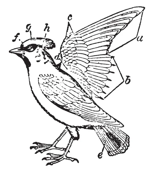 鳥の羽 ビンテージの線描画や彫刻図の主要な機能 — ストックベクタ