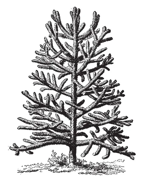 Рисунок Показывающий Растение Чили Пальмы Который Является Одним Видов Кактуса — стоковый вектор