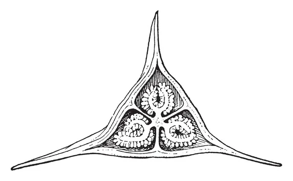 Denna Bild Visar Begonia Blommor Det Triangel Formad Blomma Denna — Stock vektor