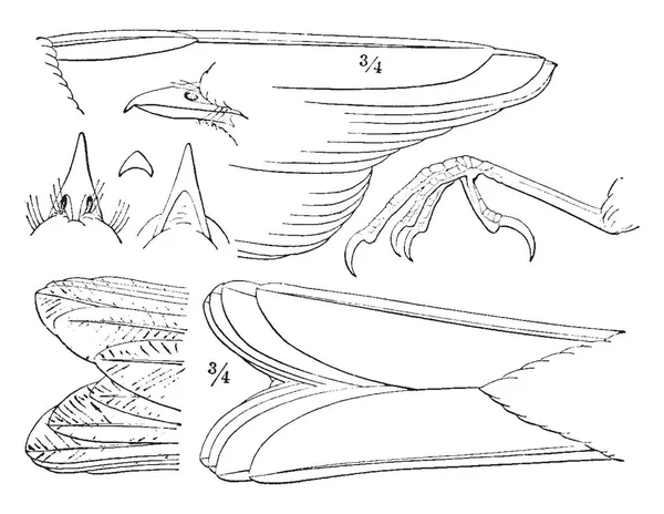 Общие Сведения Дрозде Набросок Счета Ноги Рисунок Винтажной Линии Гравировка — стоковый вектор