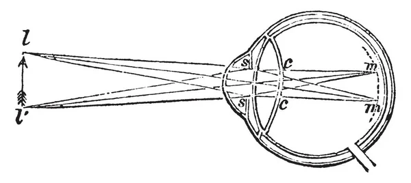 Această Ilustrație Reprezintă Desenul Liniei Epocă Sau Ilustrația Gravurii — Vector de stoc